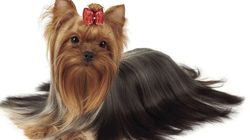 Yorkshire Terrier